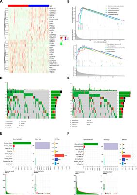 Decoding the immune landscape: a comprehensive analysis of immune-associated biomarkers in cervical carcinoma and their implications for immunotherapy strategies